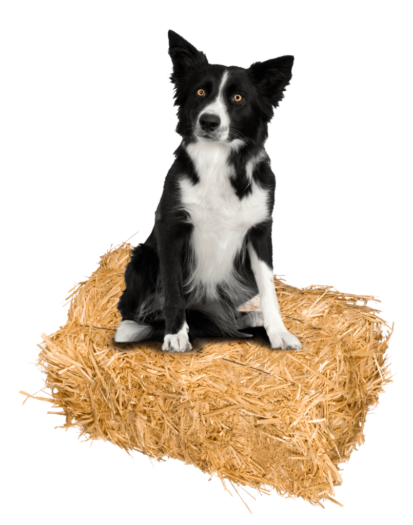 dog3 True work dog, products